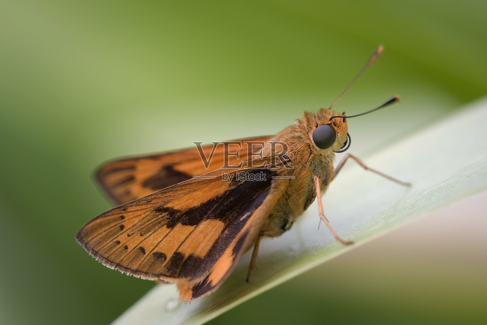 队长(蝴蝶)照片摄影图片