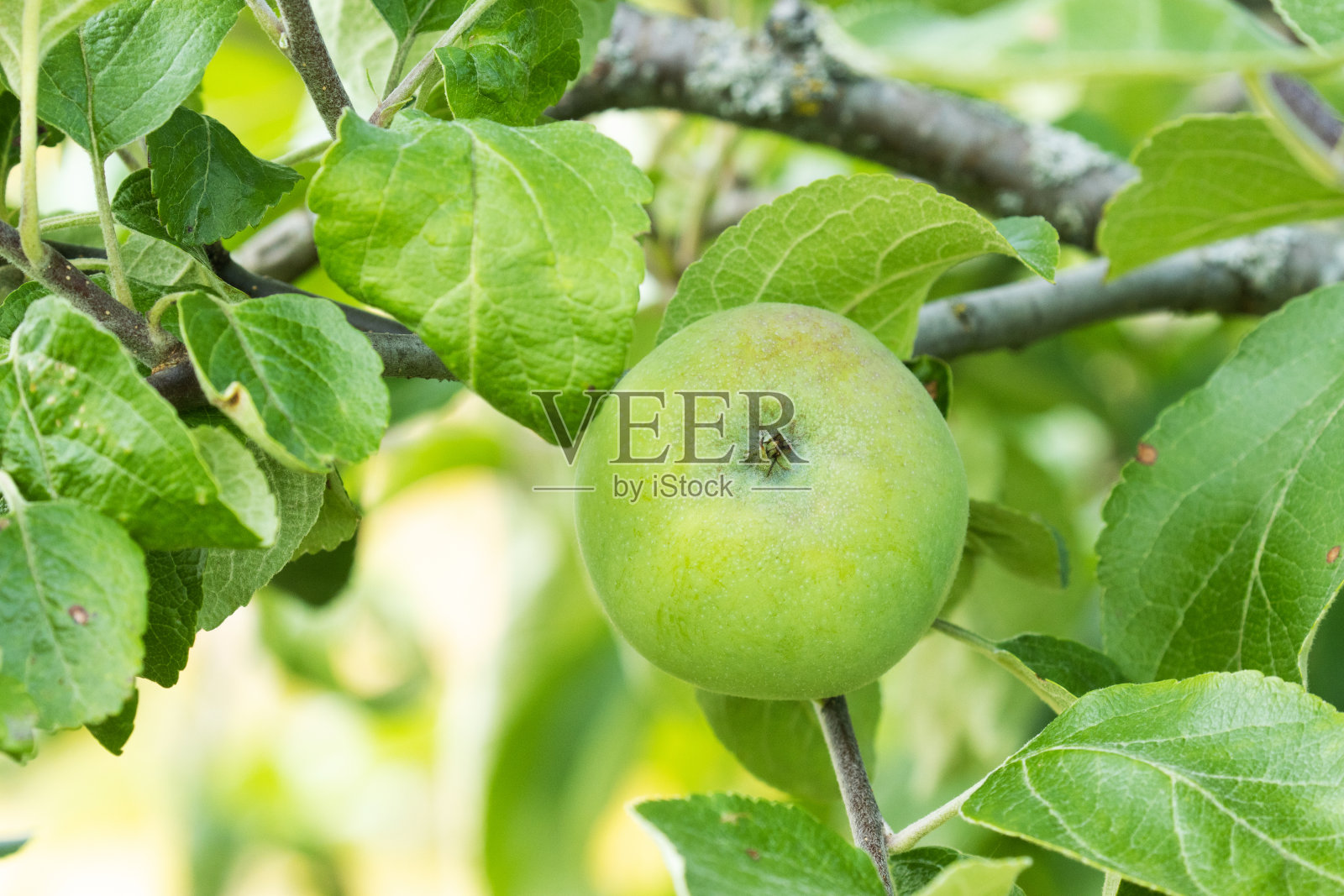 绿色的生苹果，在繁茂的叶子中间照片摄影图片