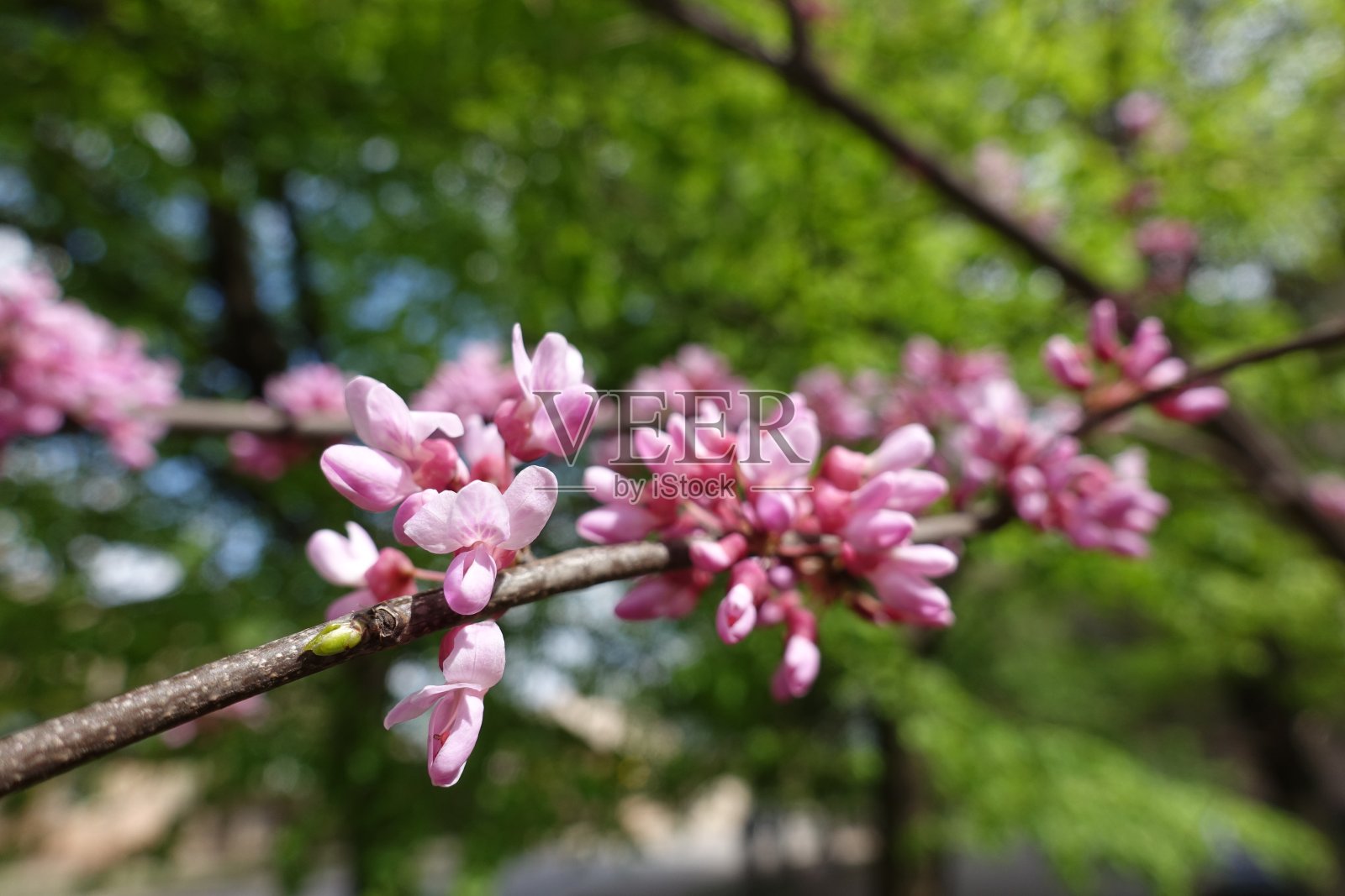 加拿大紫荆在四月开出粉红色的花朵照片摄影图片