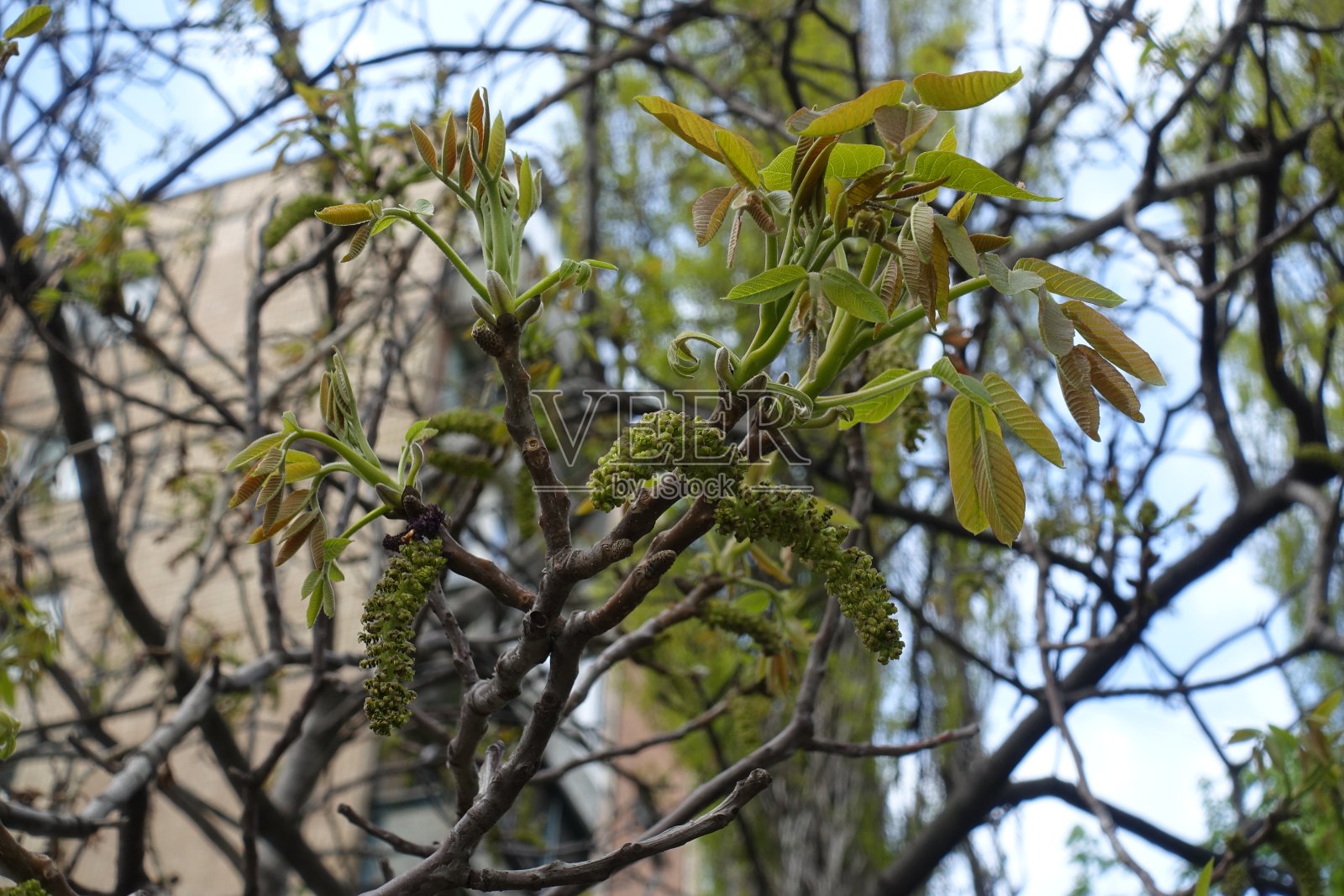 核桃四月的嫩叶和柔荑花序照片摄影图片