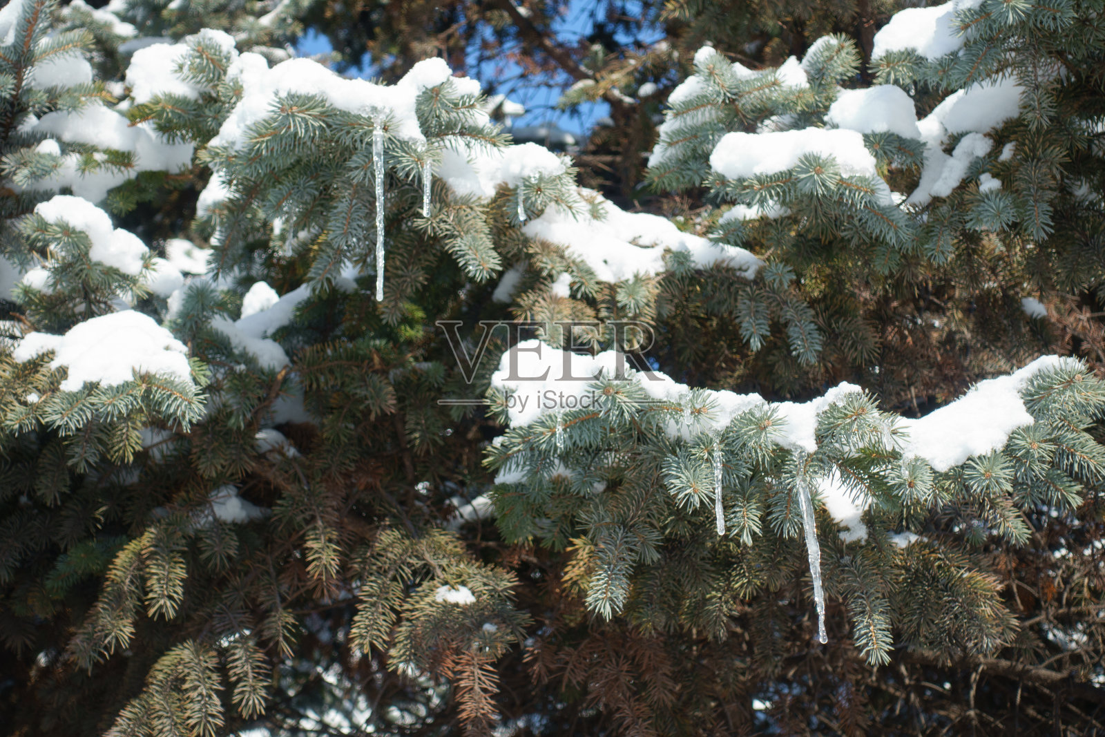 云杉树叶与雪和冰柱在二月照片摄影图片