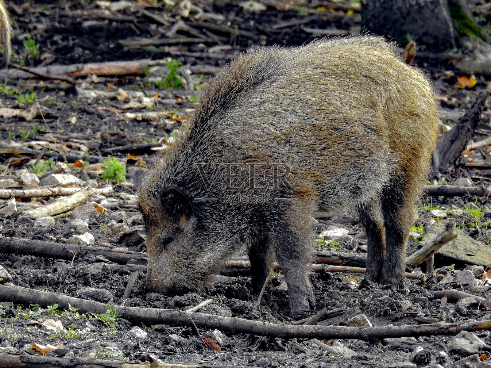 一只年轻的野猪正在寻找食物照片摄影图片
