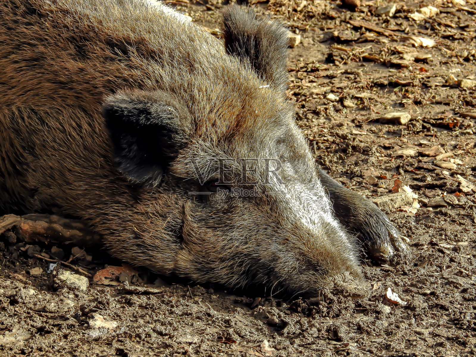 一头母野猪轻松地躺在地上照片摄影图片