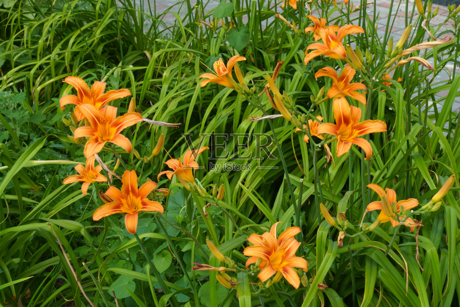 六月常见的黄花菜开许多鲜艳的桔黄色花照片摄影图片