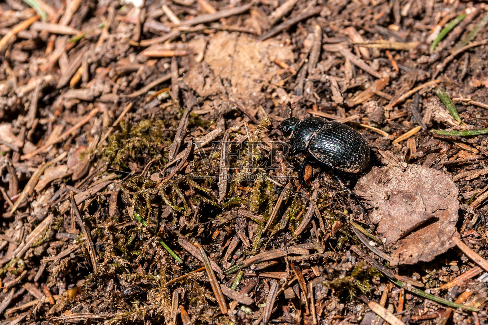 黑虫趴在满是冷杉针的地上照片摄影图片