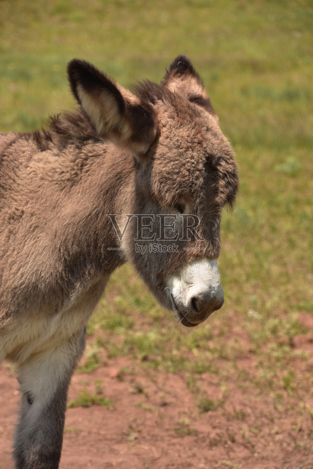 可爱的小驴驹照片摄影图片