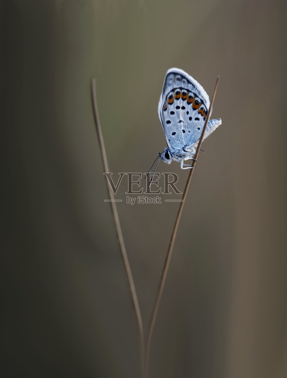 小灰蝶科蝴蝶照片摄影图片