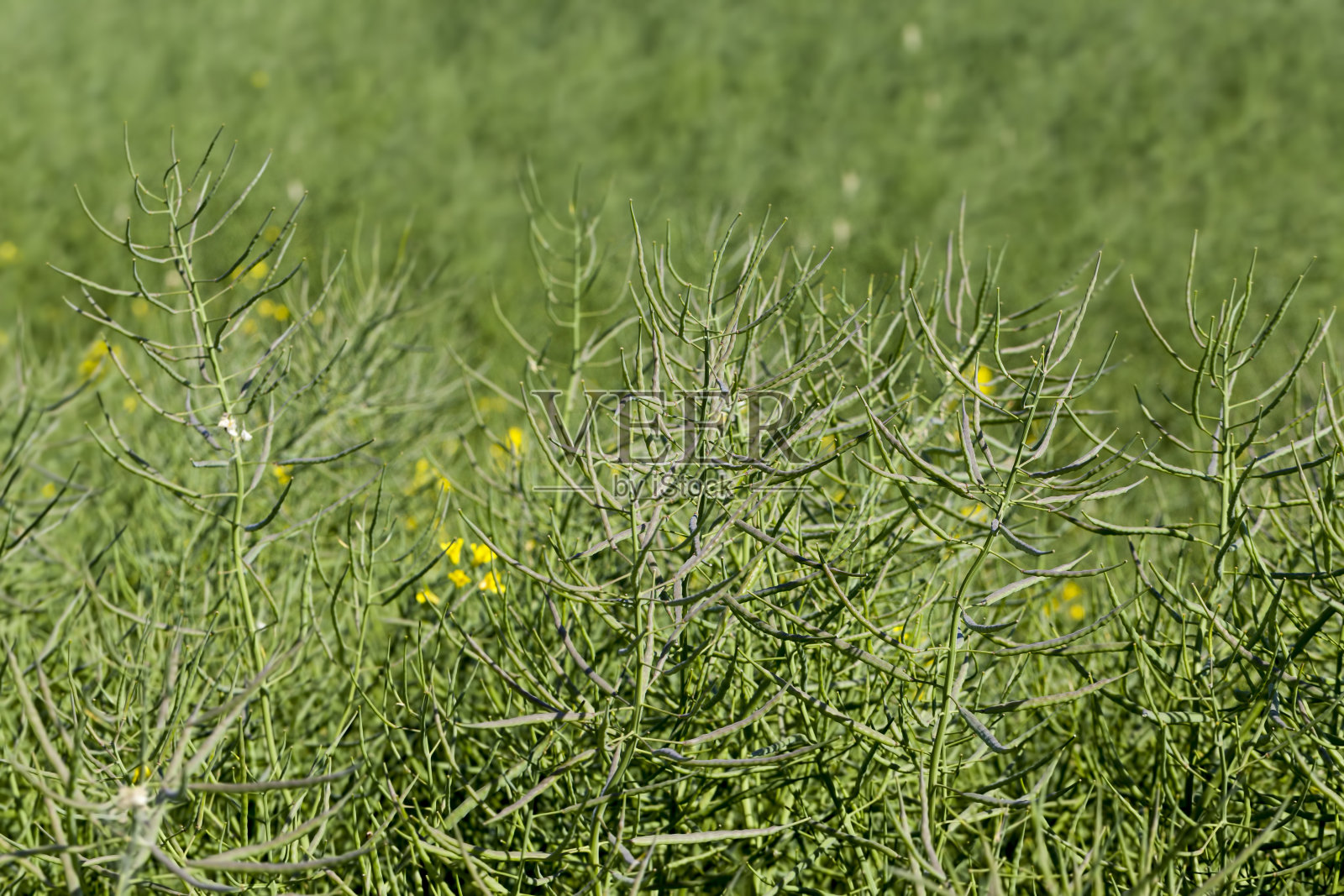 有油菜籽的农田照片摄影图片