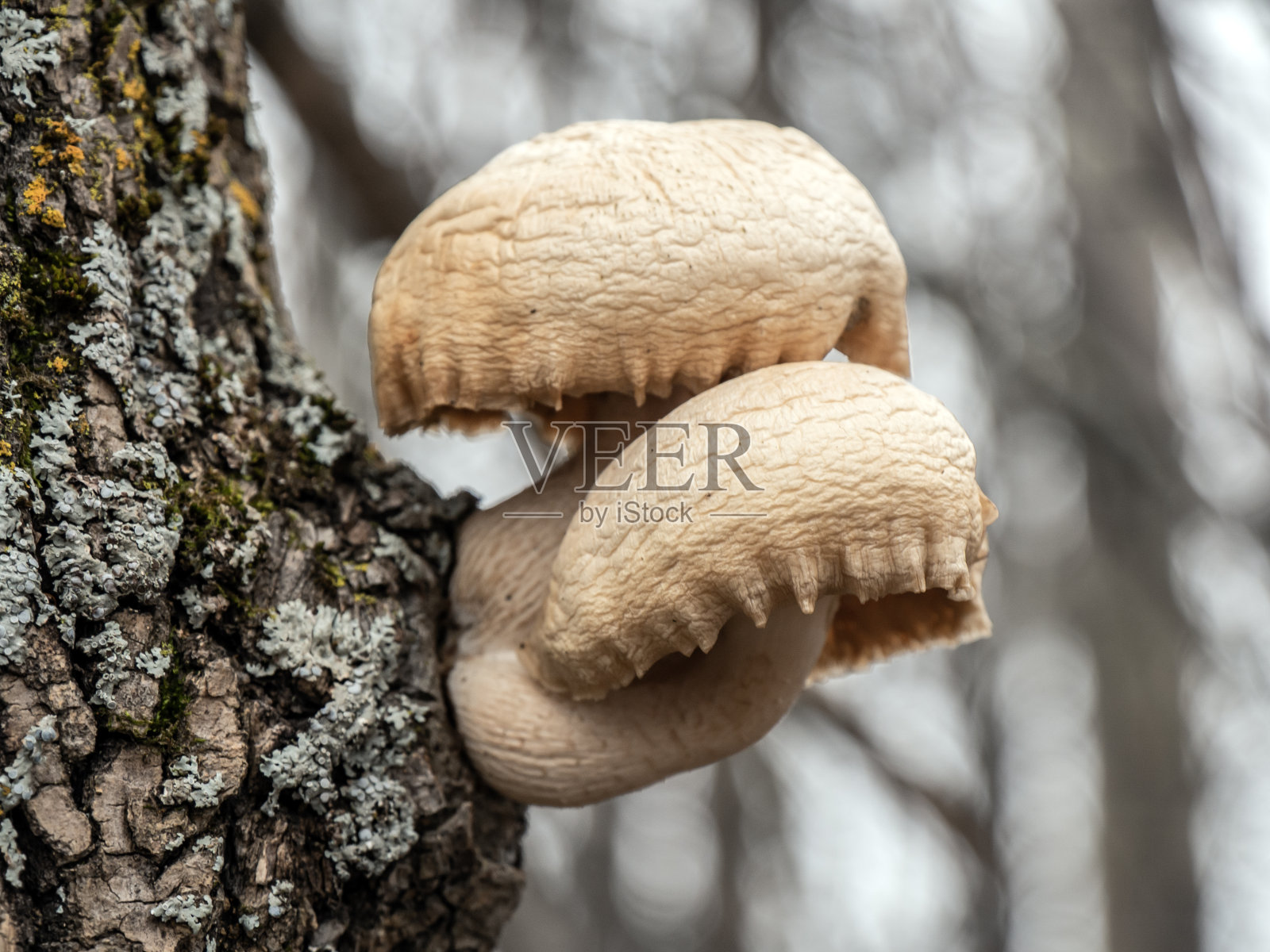 蘑菇在秋天照片摄影图片
