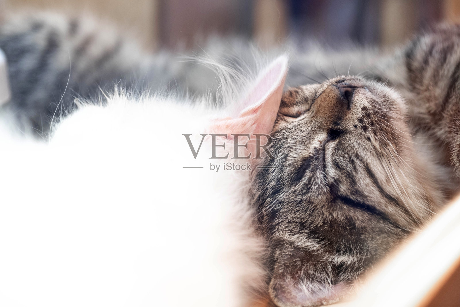 干净的白猫和黑猫安睡，快乐的猫，切动物照片摄影图片