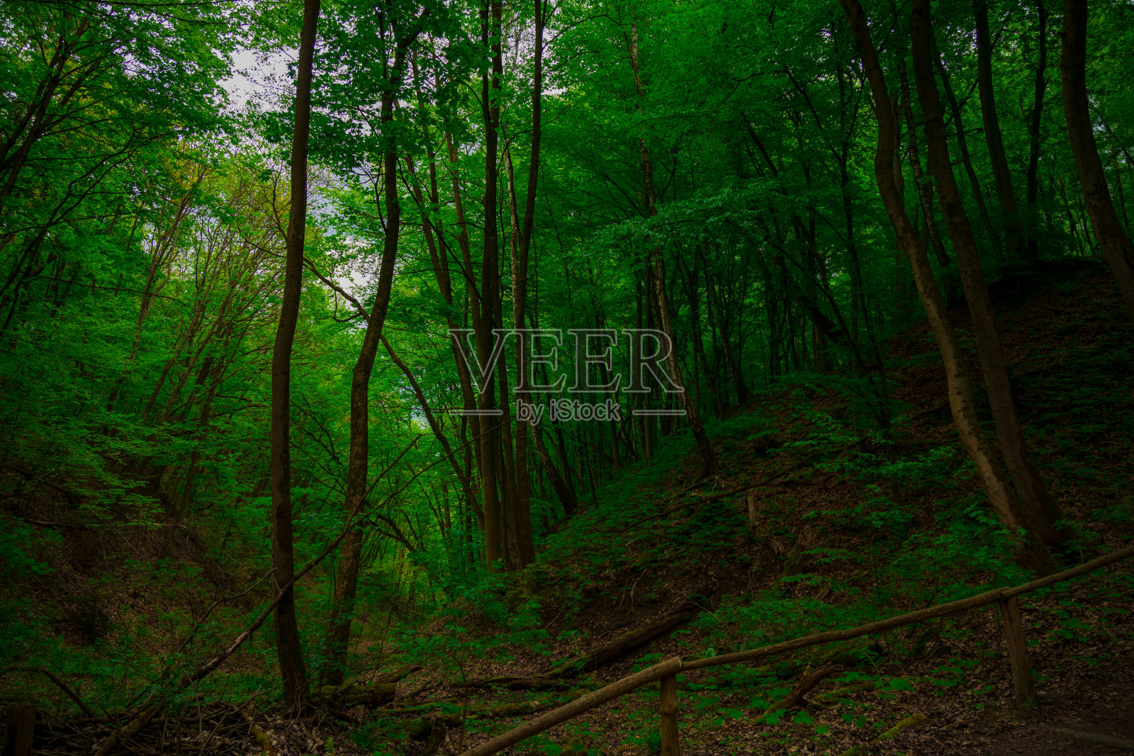 春天的清晨黄昏，在森林户外自然环境空间里绿树成荫照片摄影图片