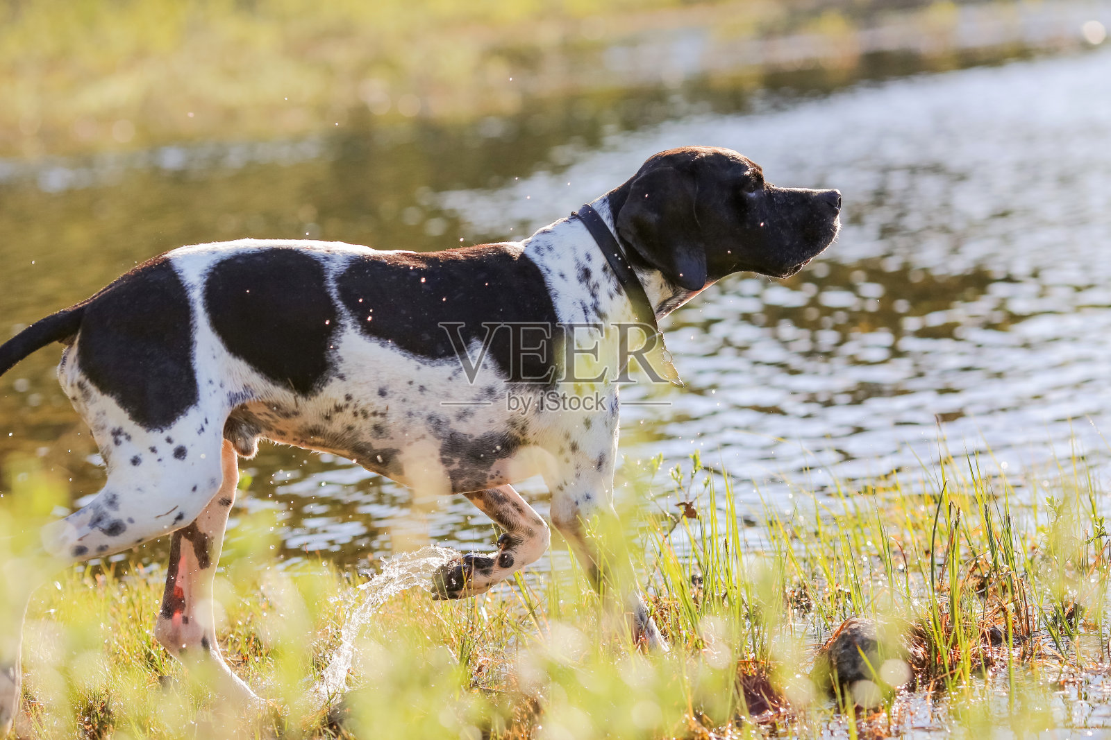 狗英语指针照片摄影图片