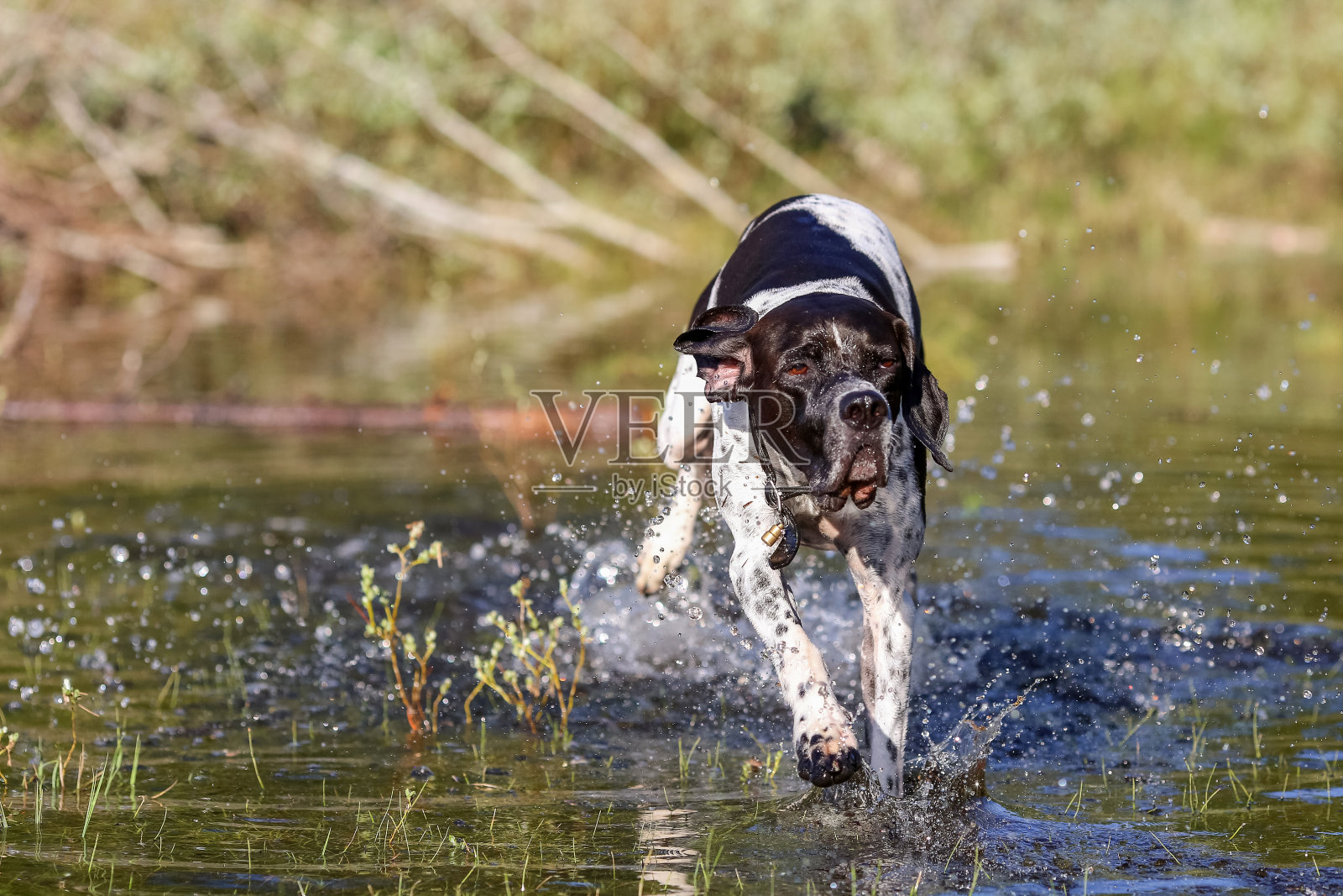 狗英语指针照片摄影图片