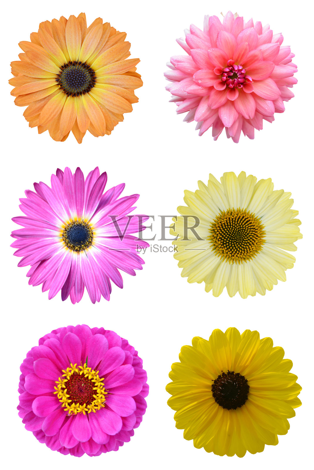 花头套照片摄影图片