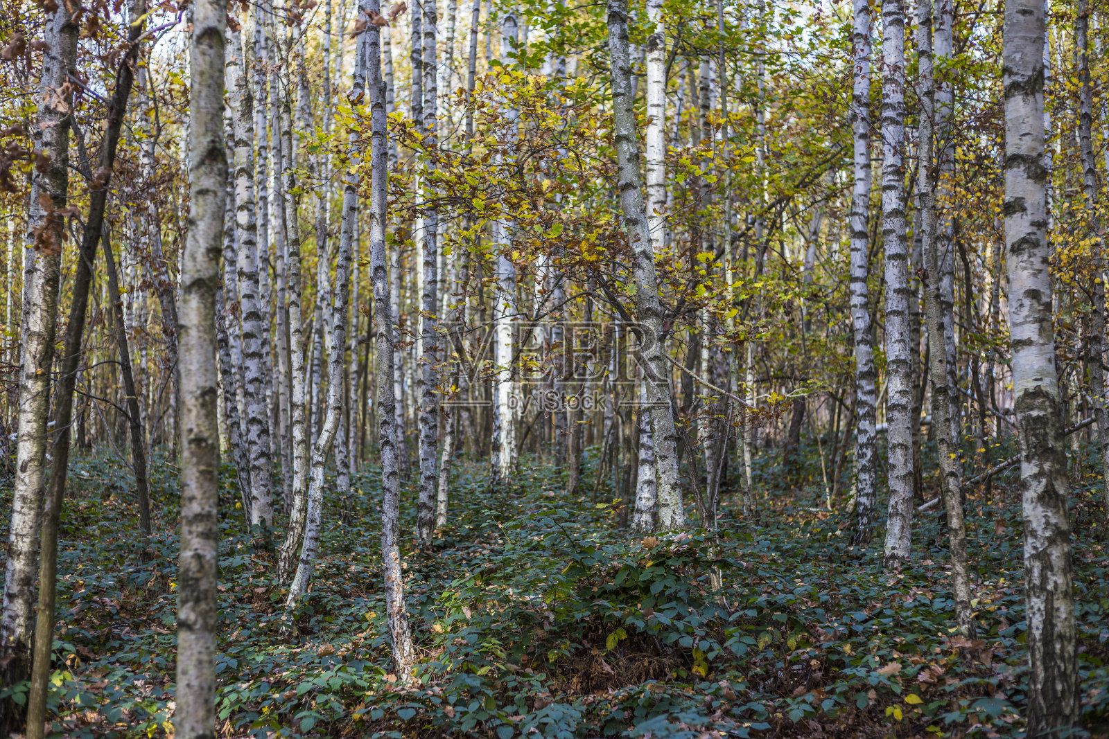 森林里的秋天照片摄影图片