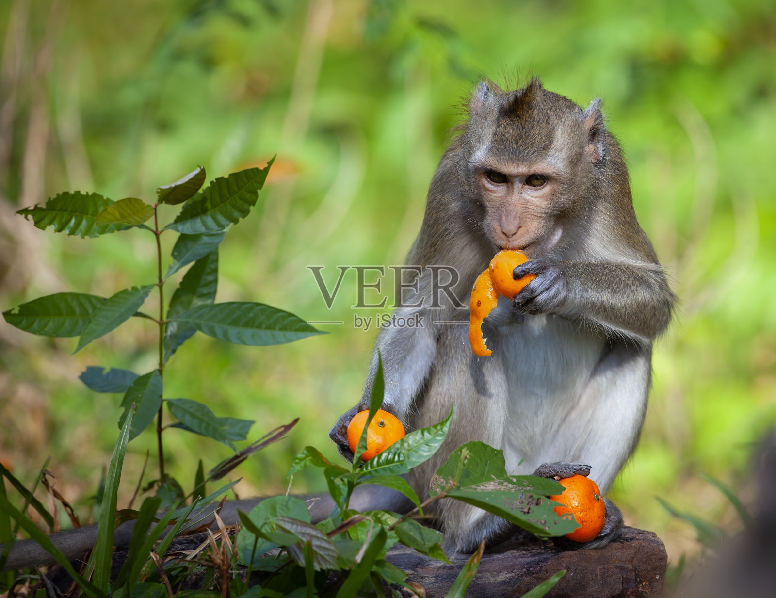 吃普通话的是东南亚的猴子。照片摄影图片