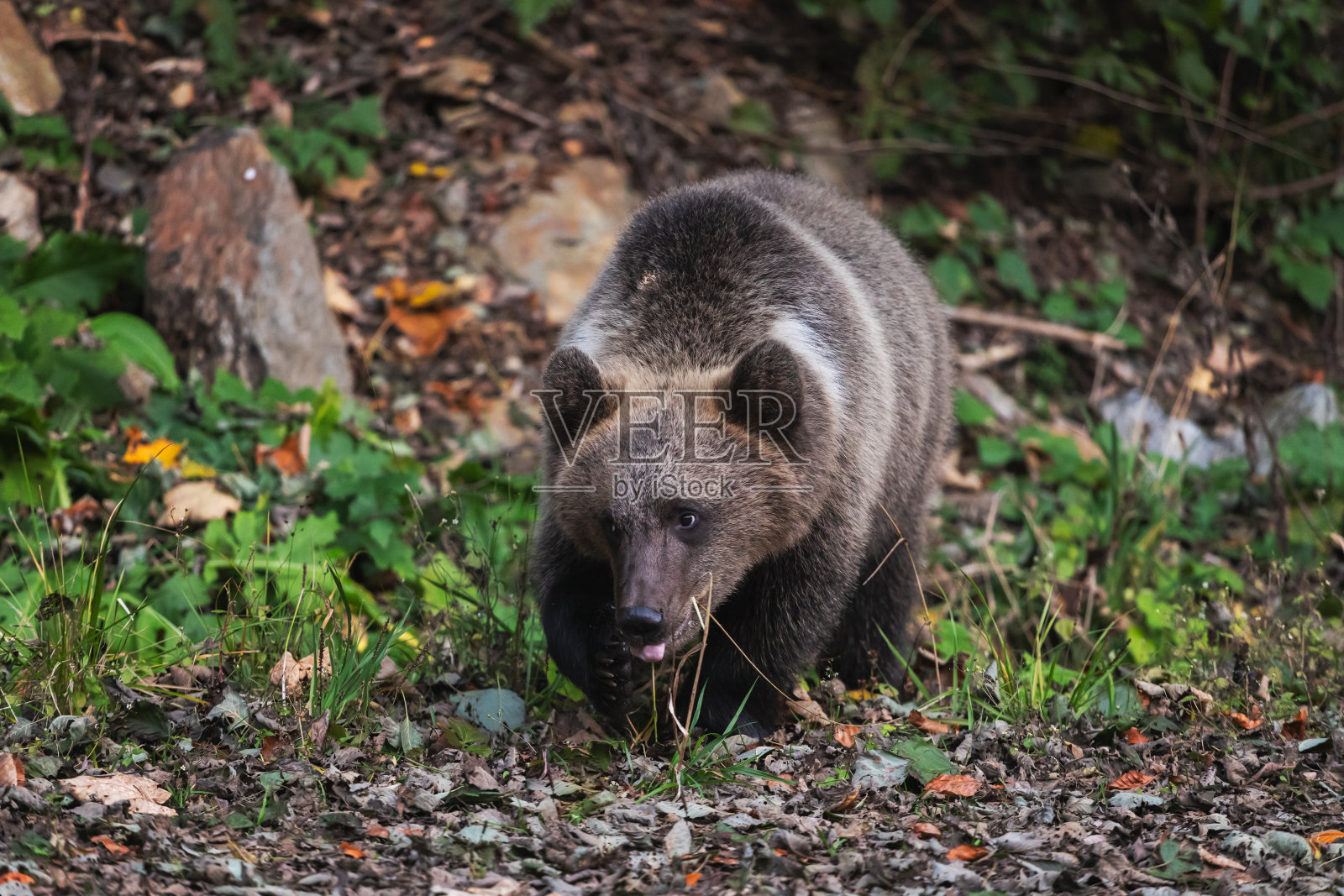 野生棕熊照片摄影图片