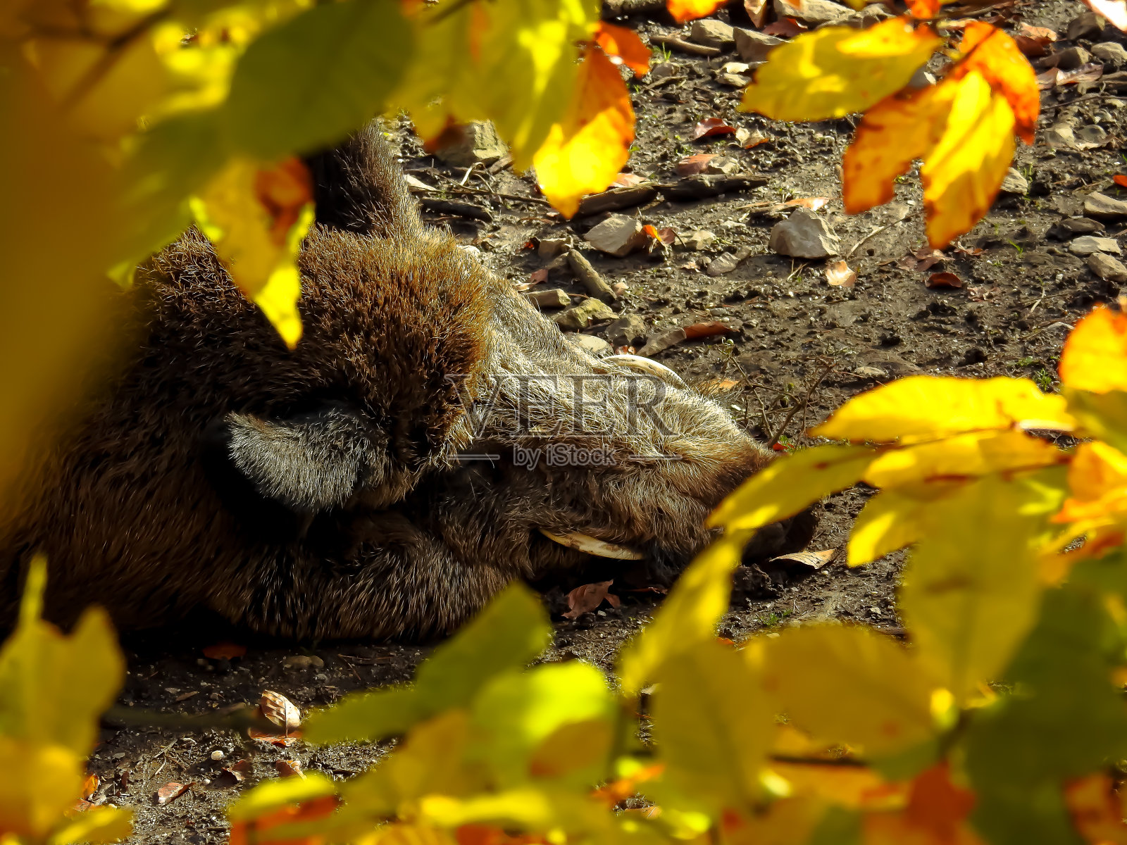 睡觉的野猪照片摄影图片