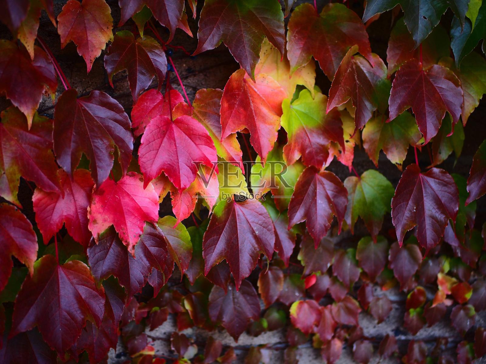 自然照片摄影图片