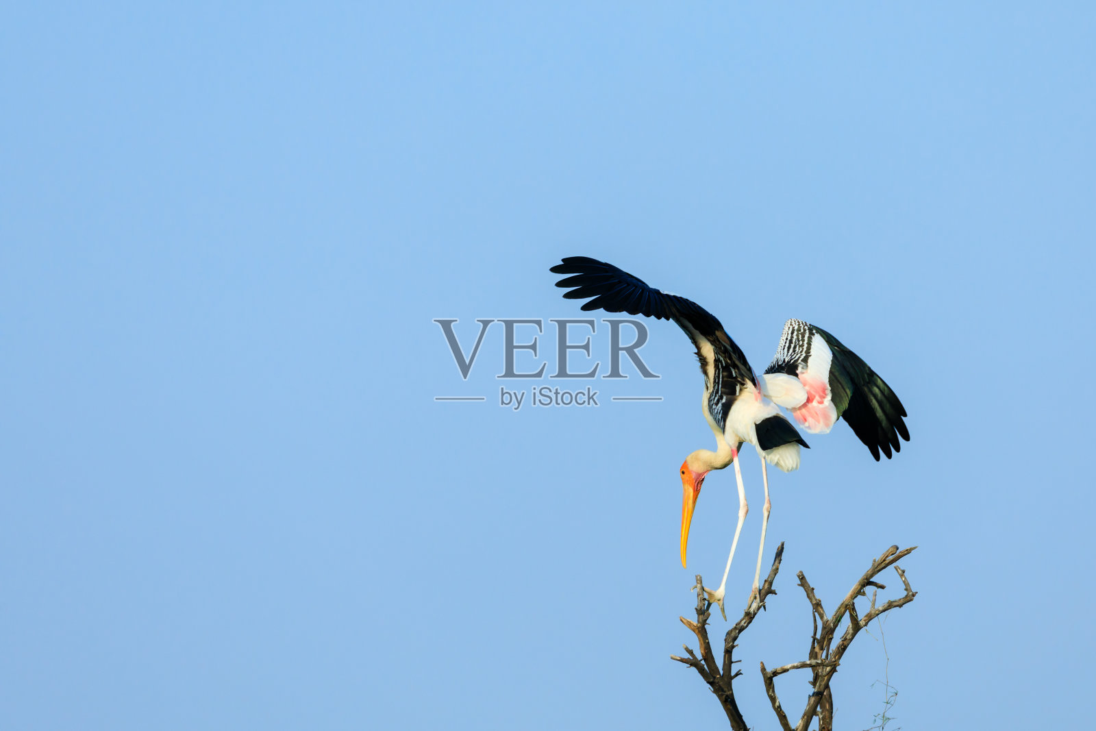 彩绘鹳在树梢上保持平衡照片摄影图片