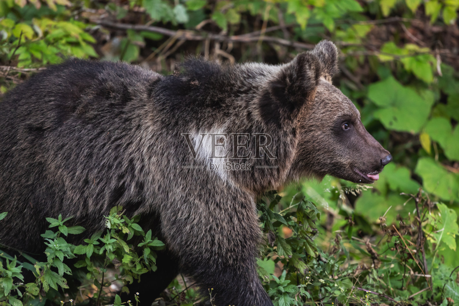 野生棕熊照片摄影图片