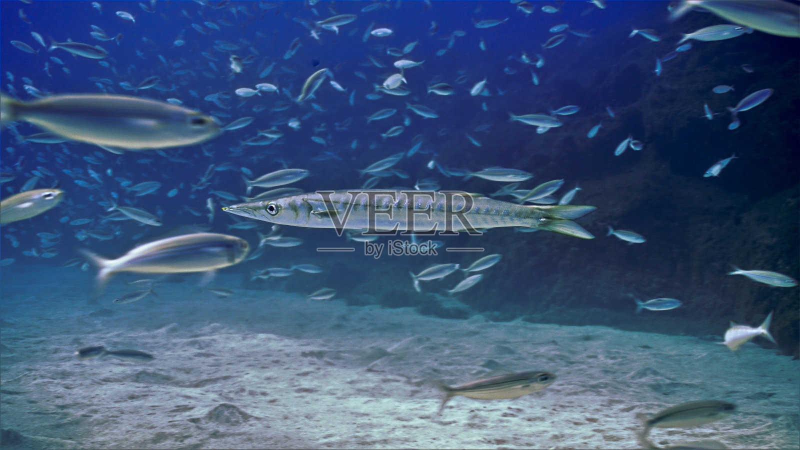 伟大的梭鱼在美丽的光照片摄影图片