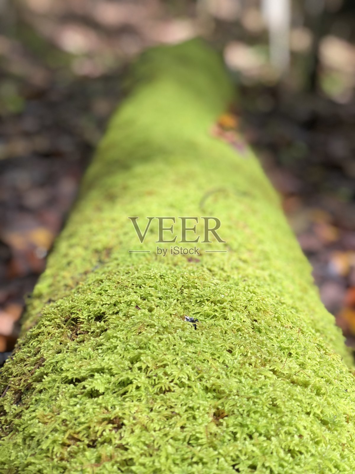 野生的地方照片摄影图片