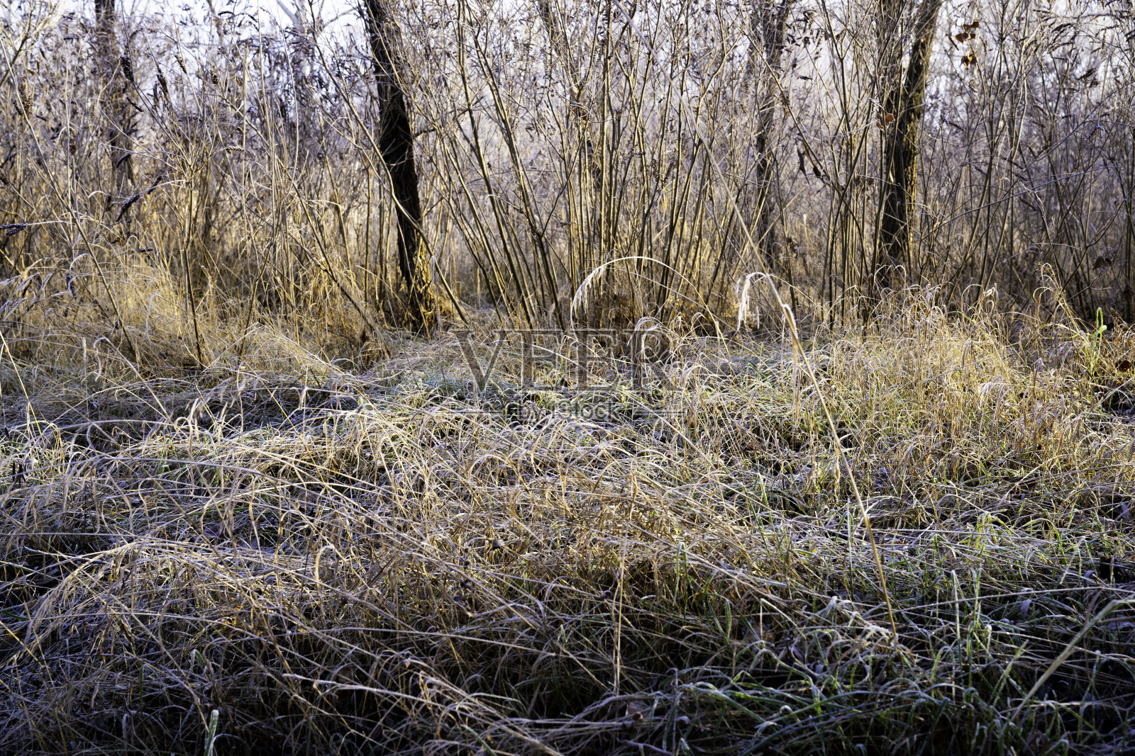 冬天就要来了照片摄影图片