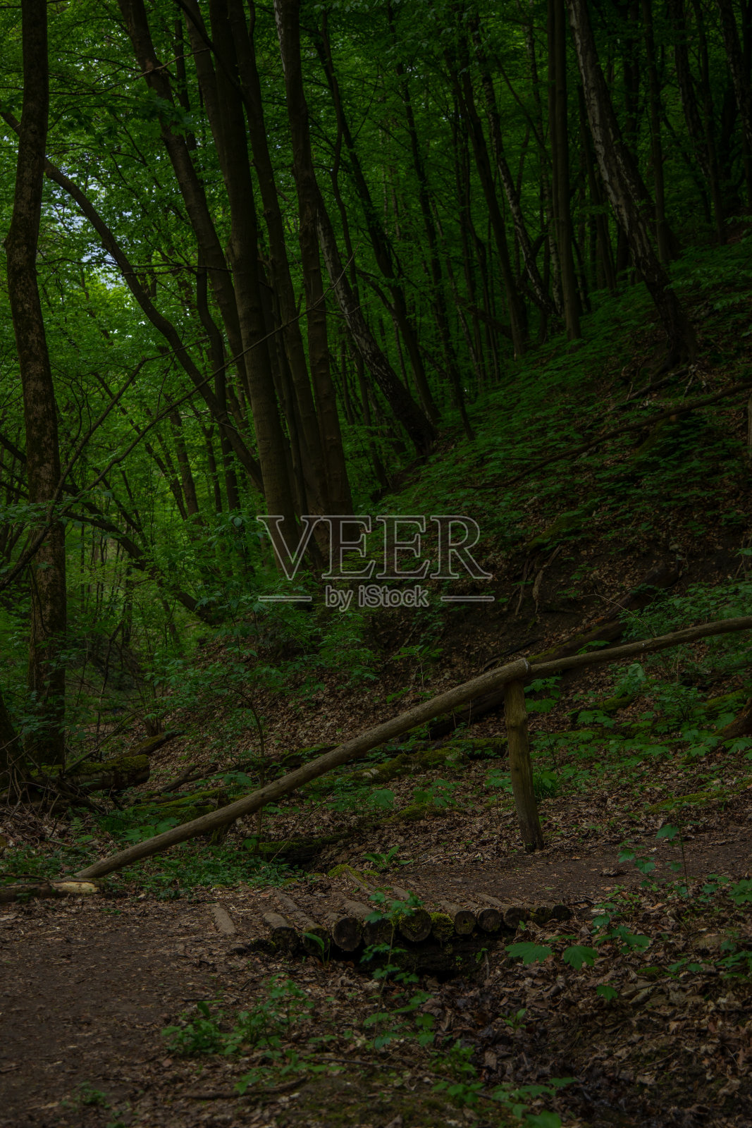 森林林地环境空间与土路及小桥郊区的晨光垂直摄影照片摄影图片