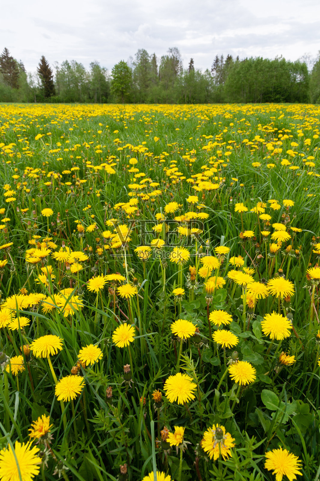 春天的草原上开满了鲜艳的黄色普通蒲公英、蒲公英的花照片摄影图片