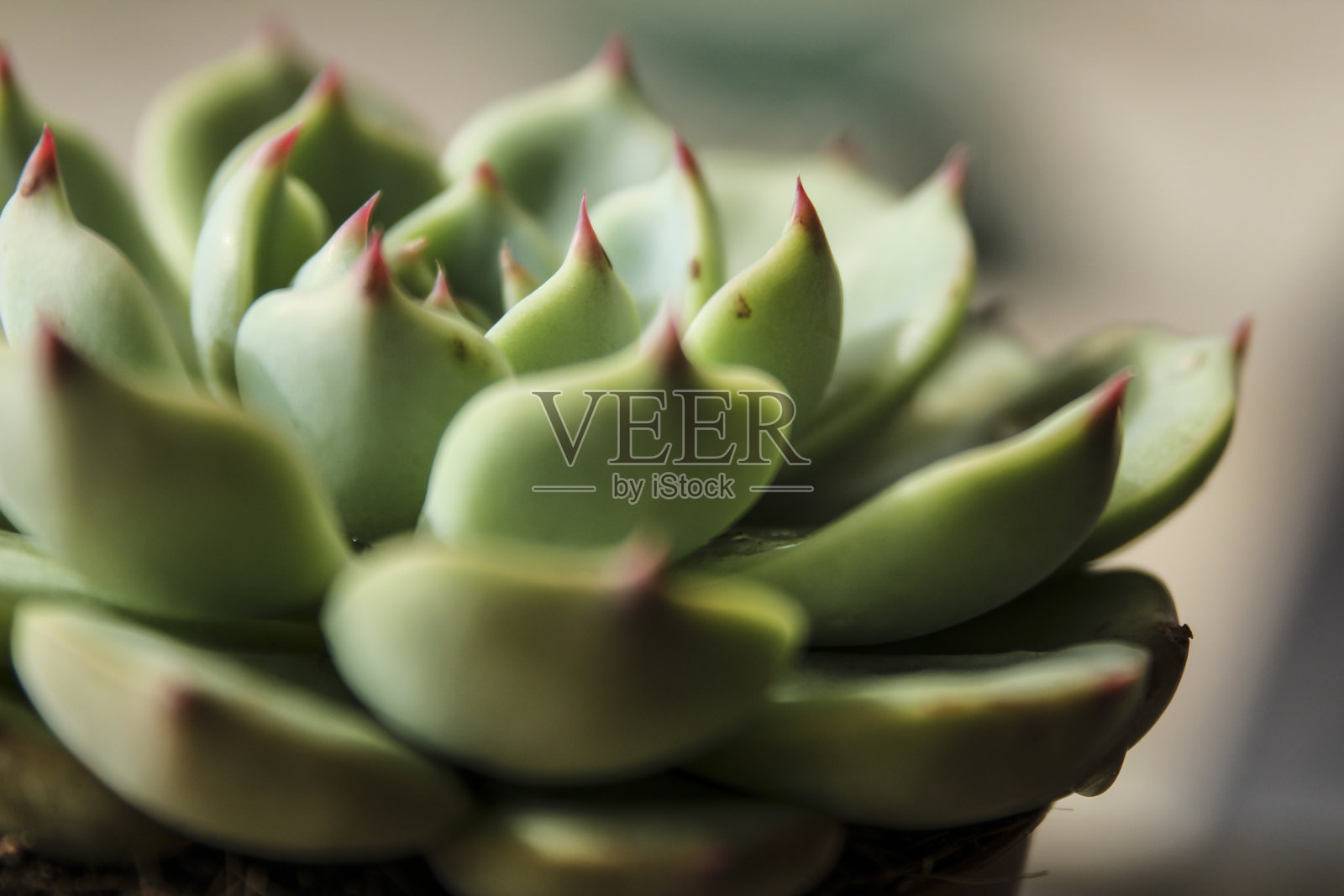 花叶月牙在花园里种植照片摄影图片