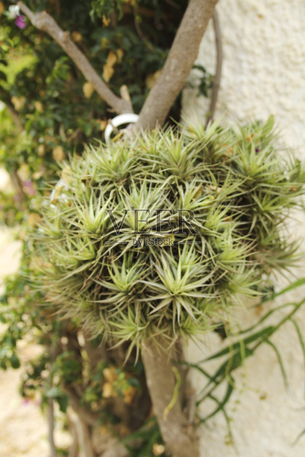 凤梨在阳光下生长在花园里照片摄影图片