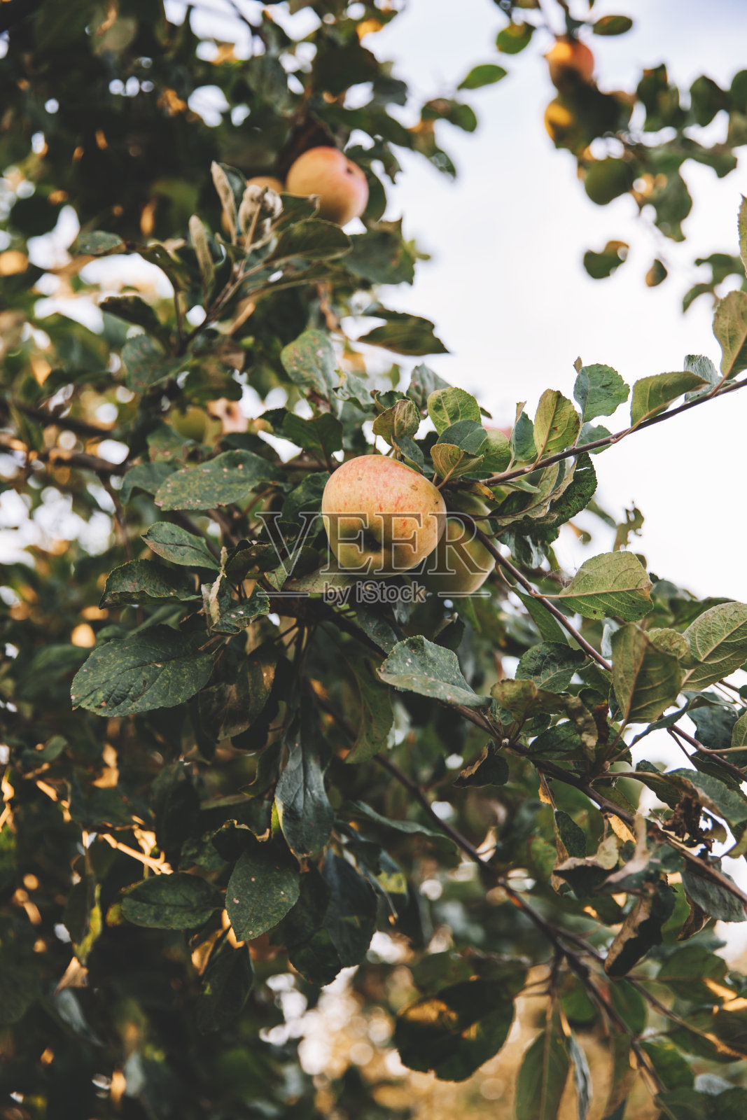 红苹果挂在树枝上照片摄影图片