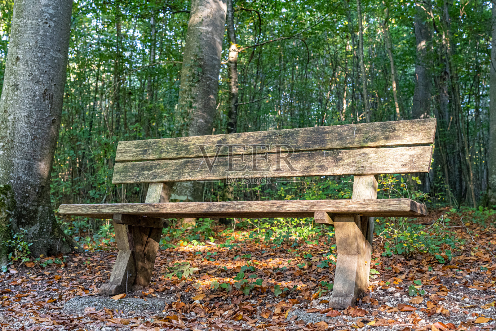 绿色和黑暗的森林附近的木凳照片摄影图片