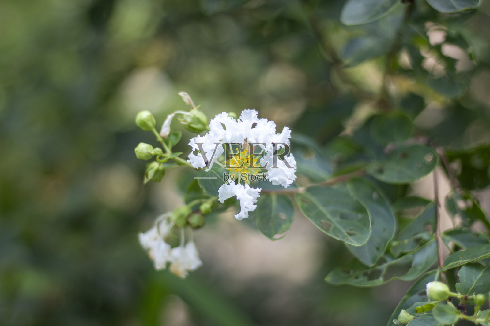 白色的花和绿色的叶子和模糊的背景照片摄影图片