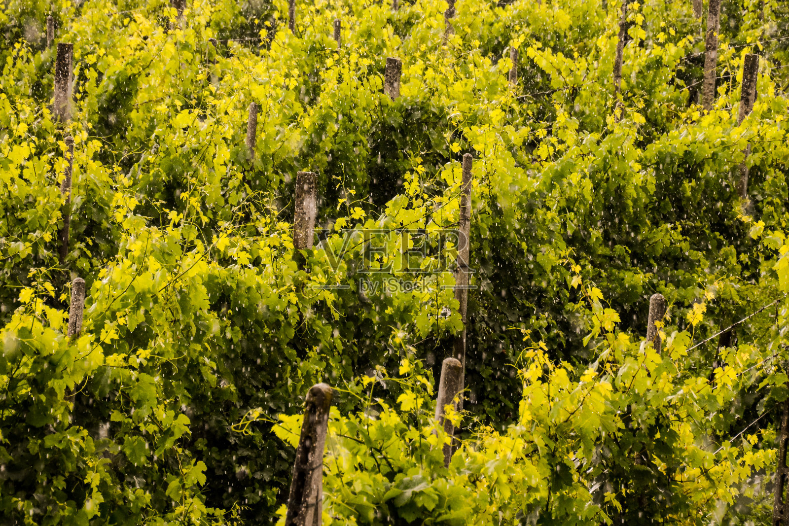 雨中的葡萄园景观图像照片摄影图片