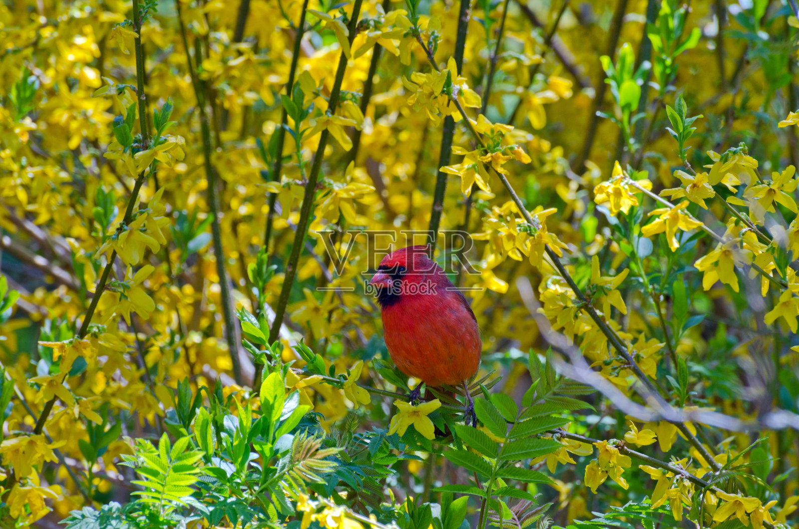 北部的红衣凤头鸟照片摄影图片