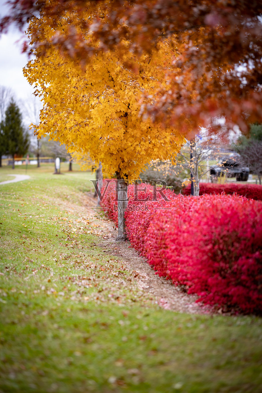 浅浅的景深集中在明黄色的秋树旁边的红色灌木丛照片摄影图片