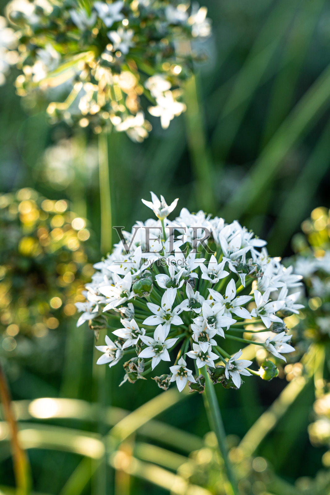 绿色的田野上开着许多白色的花照片摄影图片