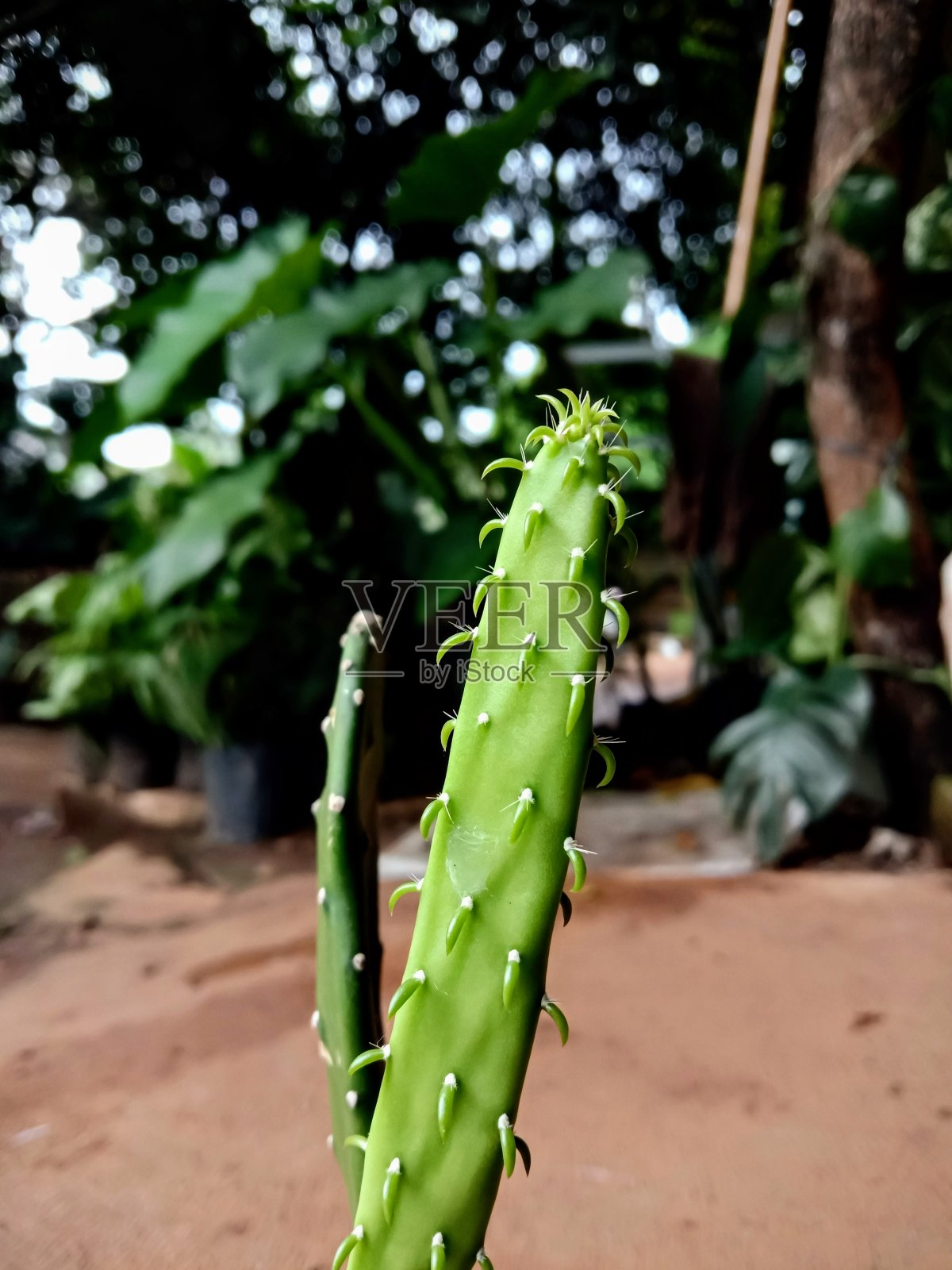 作为观赏植物的迷你仙人掌照片摄影图片