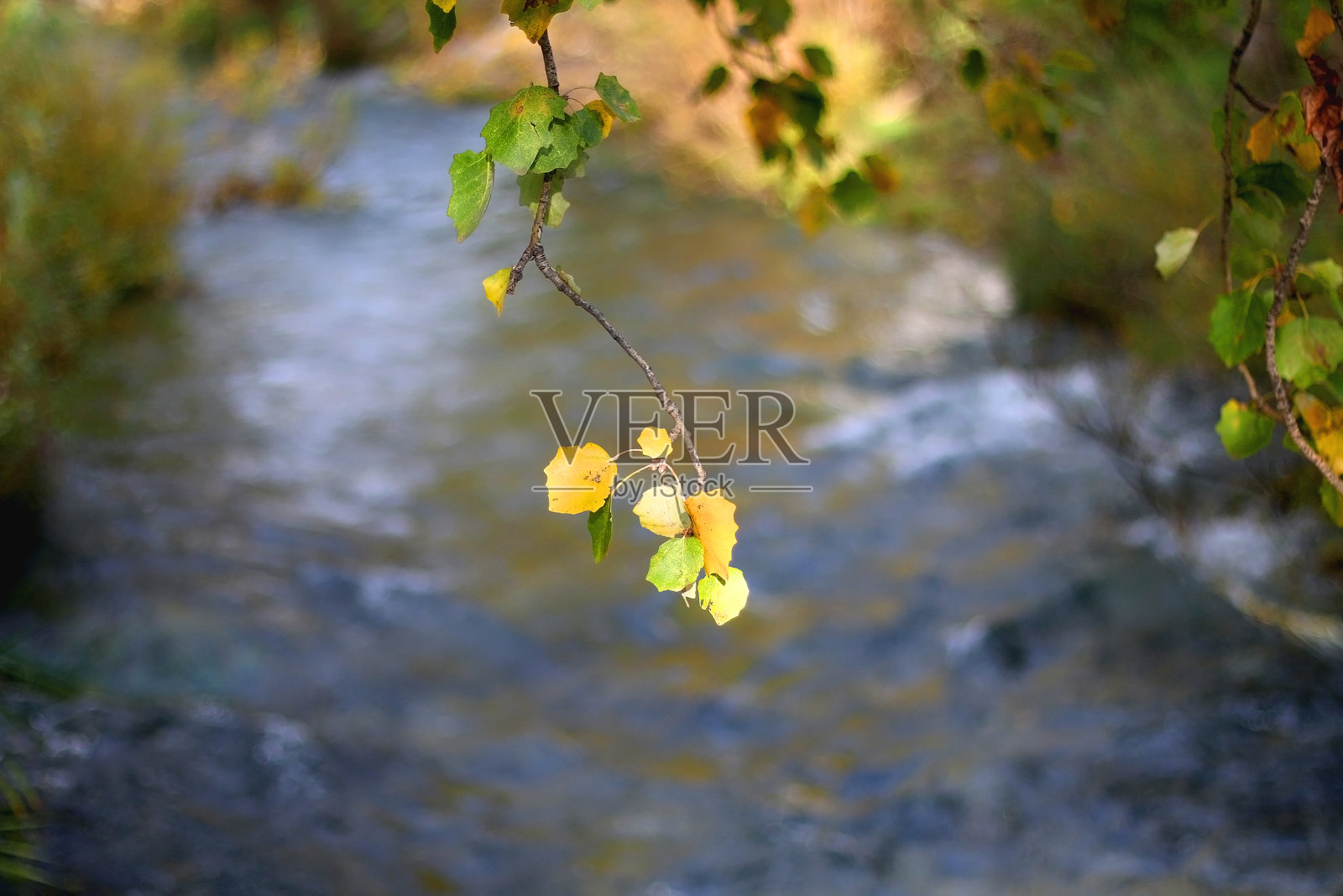 秋天的落叶照片摄影图片