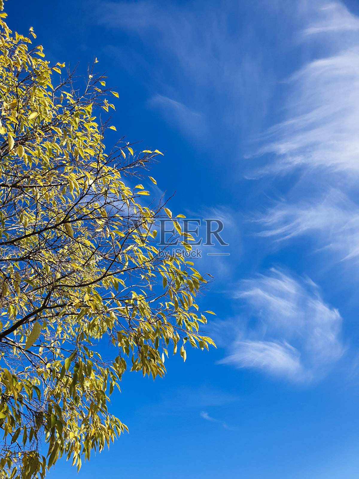 黄树落叶映蓝天，秋高气爽照片摄影图片