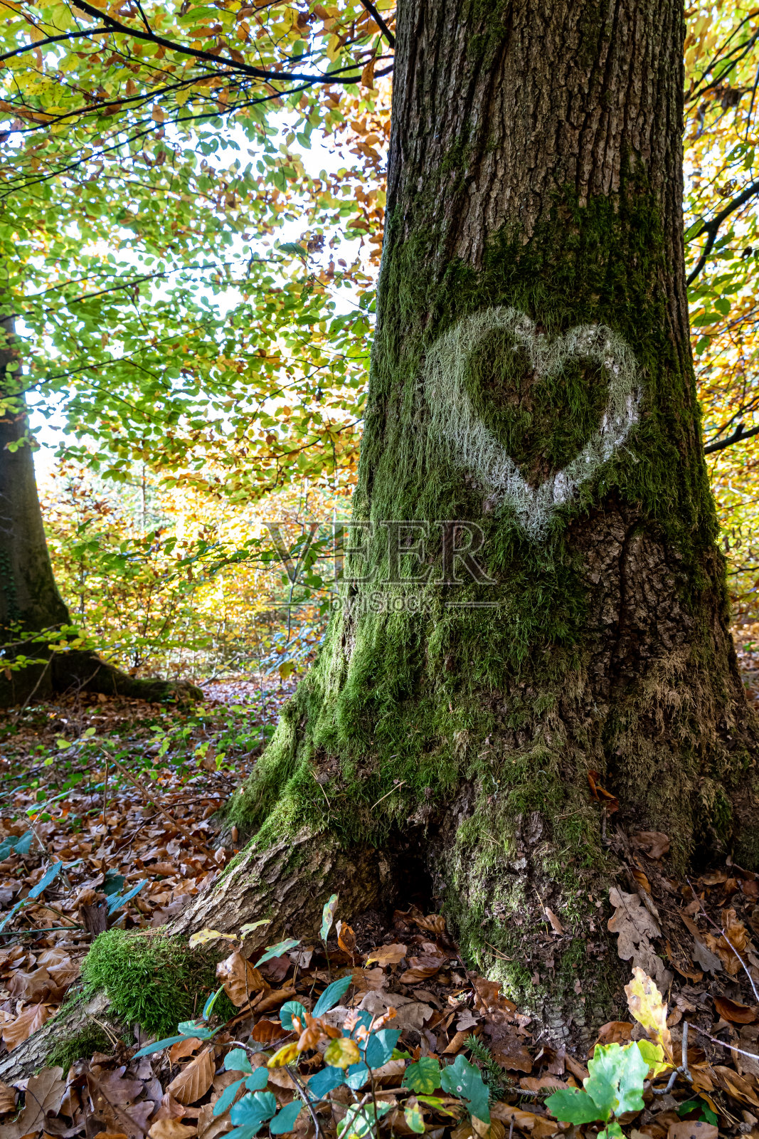 在森林中央的树干上写着白色的心照片摄影图片