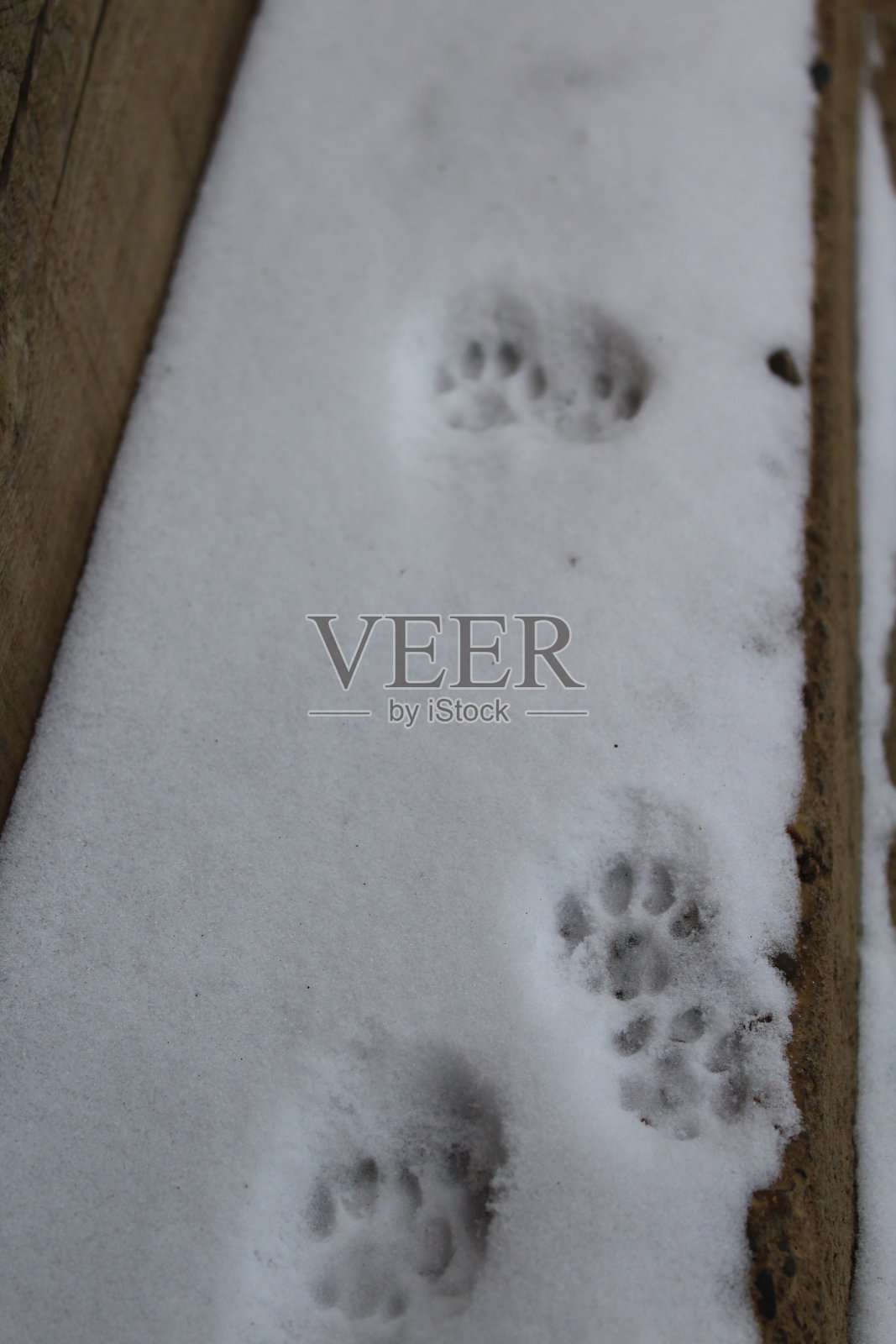 冬天雪地上的猫爪印照片摄影图片