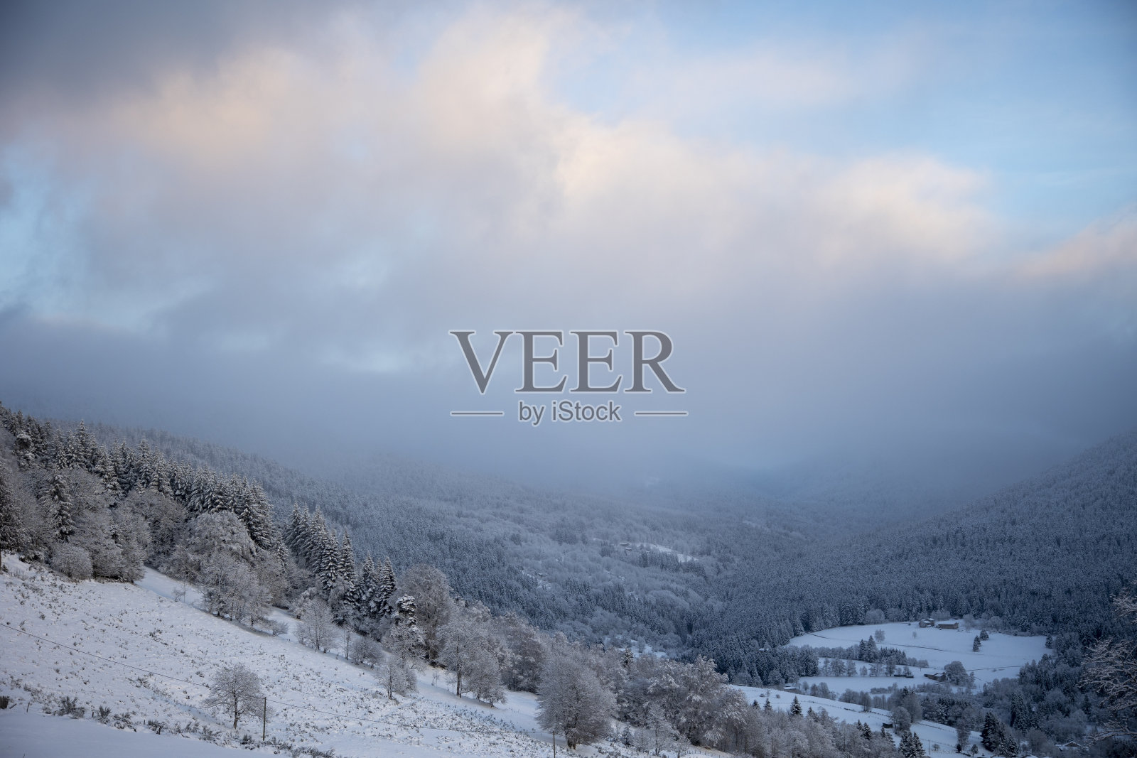 积雪盖顶的冷杉树照片摄影图片