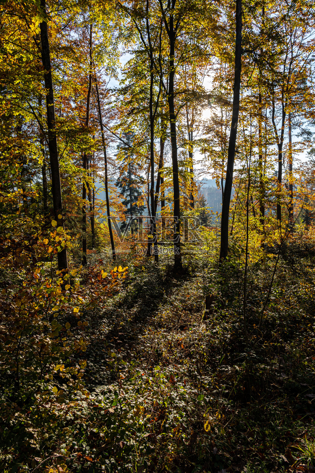 五彩缤纷的树木在秋天的森林中照片摄影图片