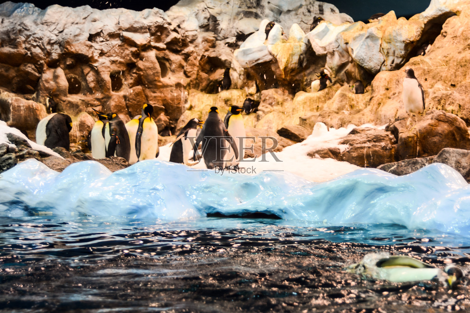 图片野生企鹅动物鸟玩照片摄影图片