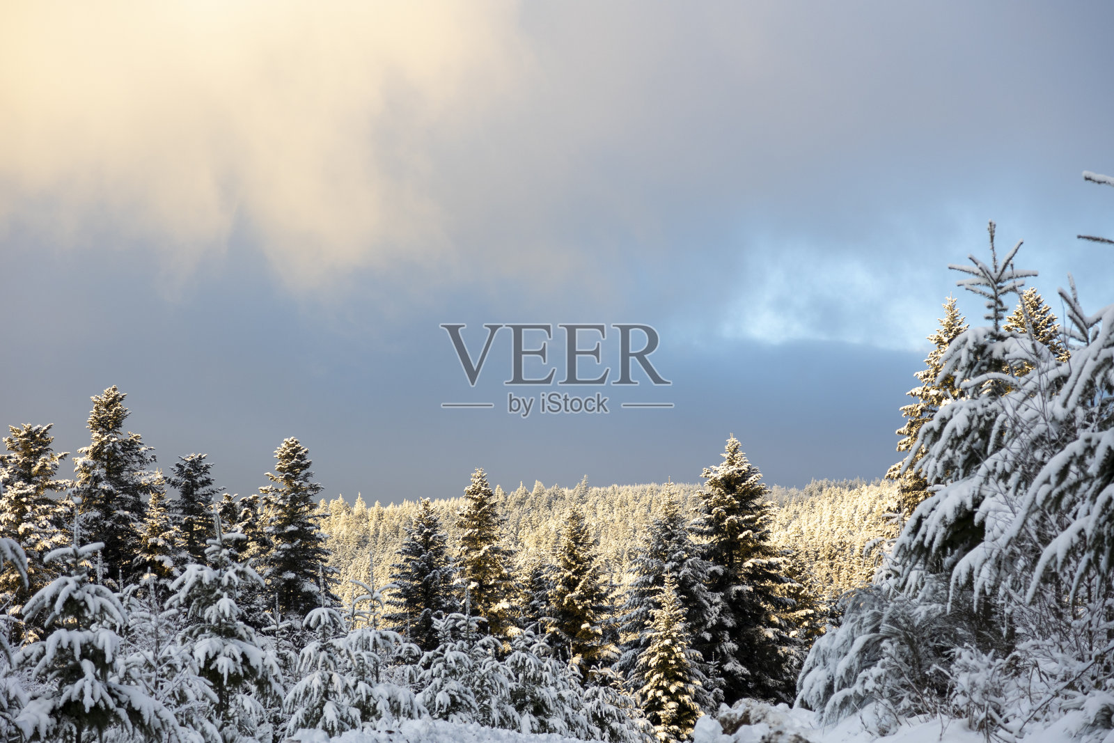 积雪盖顶的冷杉树照片摄影图片