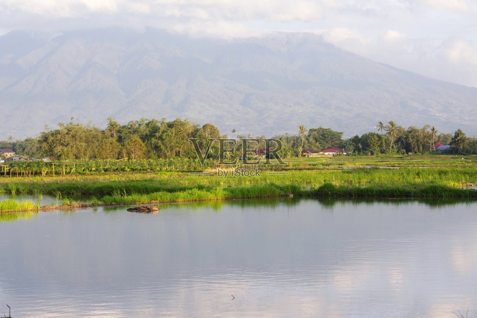 下午自然观点照片摄影图片