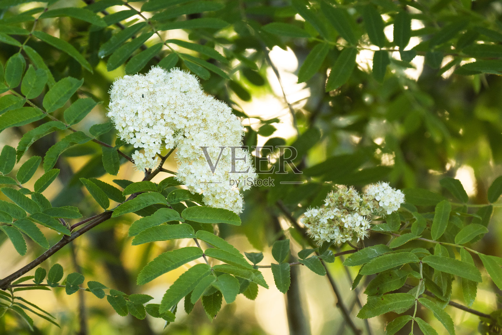 一个美丽的开放的花楸，花楸的特写照片摄影图片